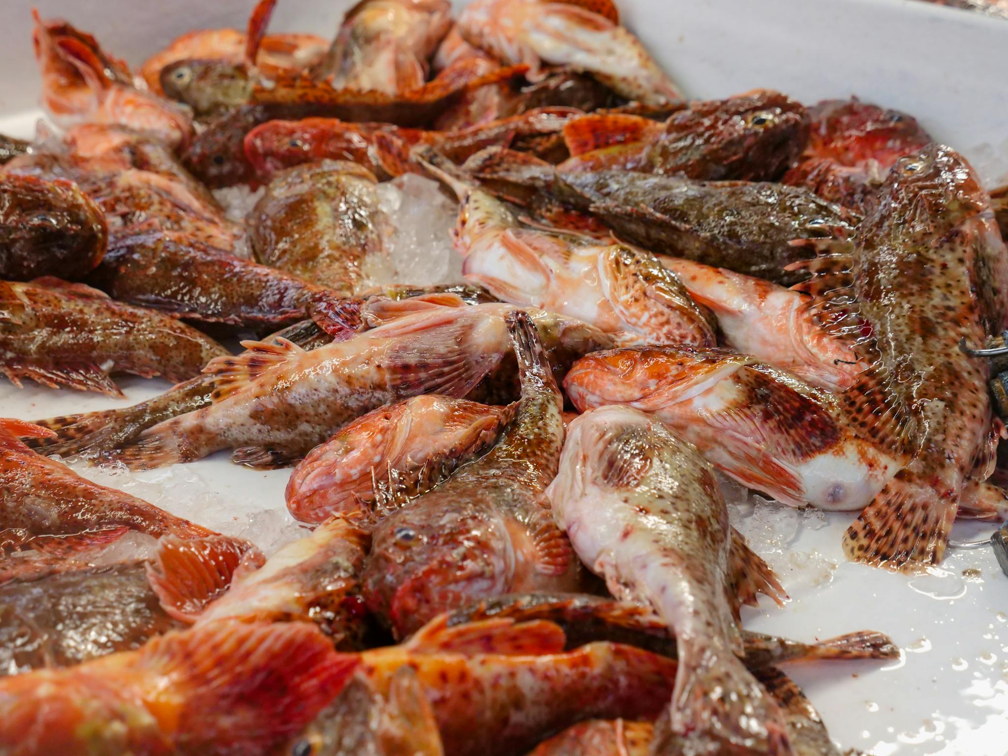 A pile of fresh sculpin fish on ice at a seafood market, showcasing vibrant details.