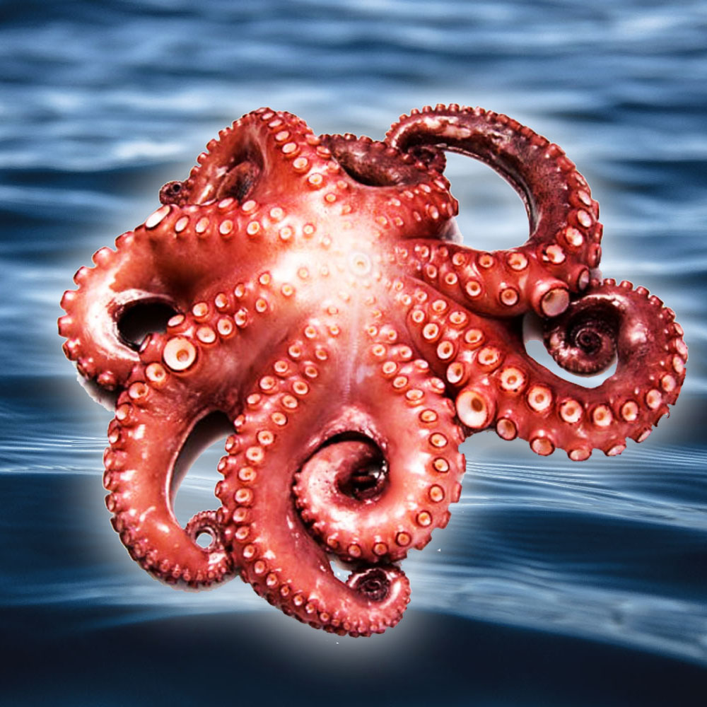 PULPO