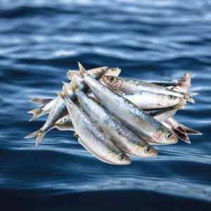 Sardinas
