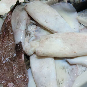 Begihandi (Calamar gigante)