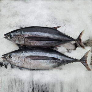 Bonito del Cantábrico